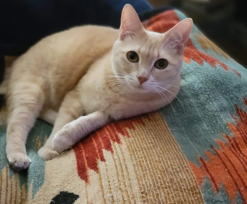 Marmalade thumbnail 4