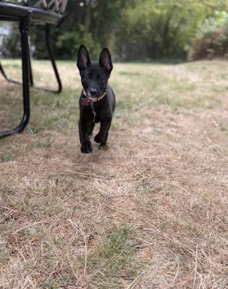 A baby medium-sized female Shepherd dog named Daisy for adoption in Bothell, WA