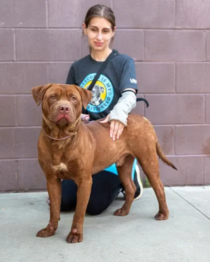 A young large-sized male Mixed Breed dog named Google for adoption in Chamblee, GA