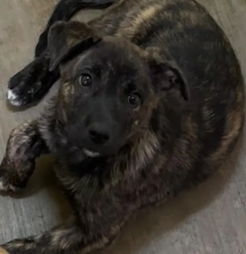 A baby small-sized female German Shepherd Dog dog named Greta for adoption in Elizabethton, TN