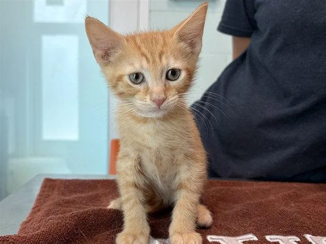 A baby small-sized male Orange / Red Domestic Short Hair cat named Rusty for adoption in Tavares, FL