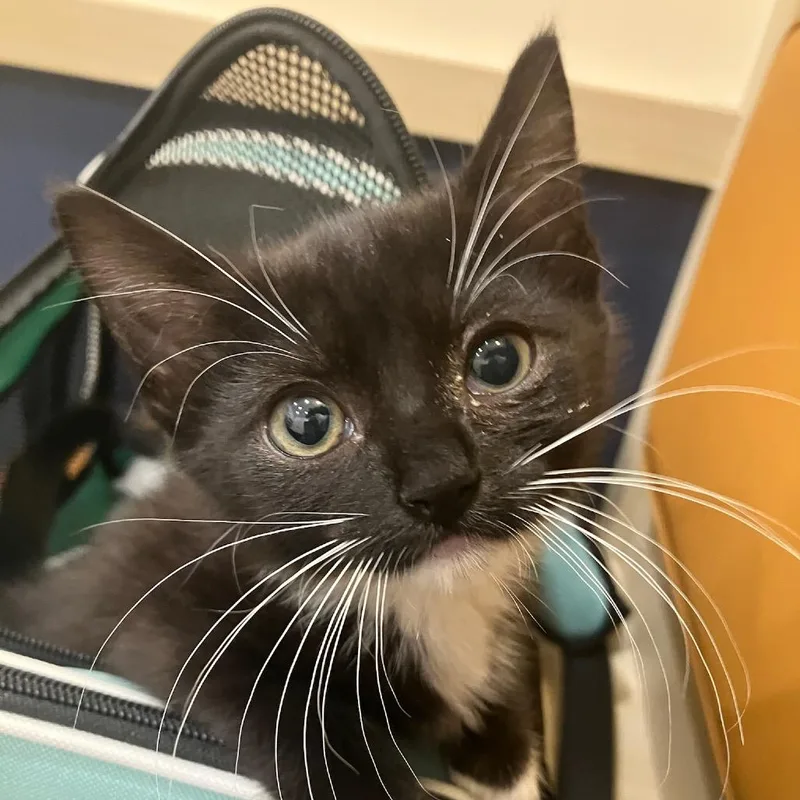 A baby small-sized female Black Domestic Short Hair cat named Chihuahua for adoption in Jersey City, NJ