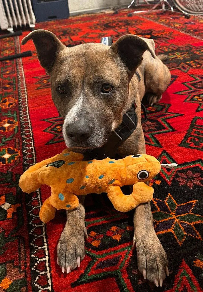 Honeybear thumbnail 2