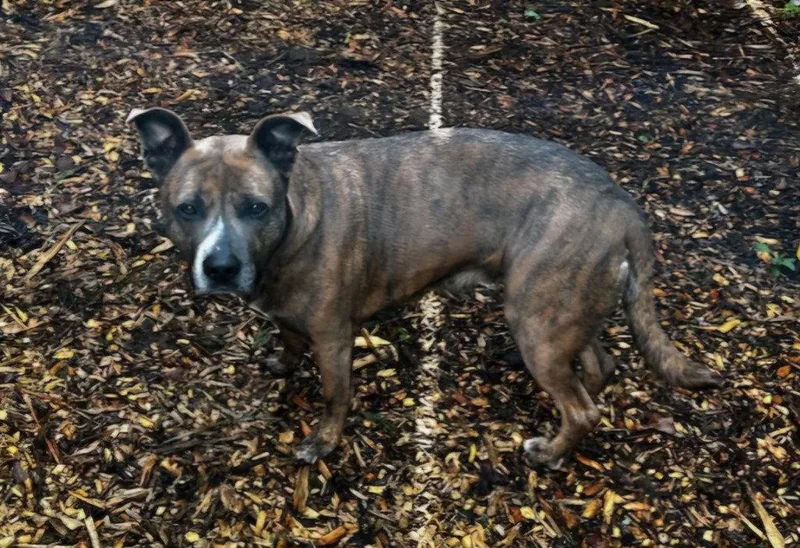 Honeybear thumbnail 3