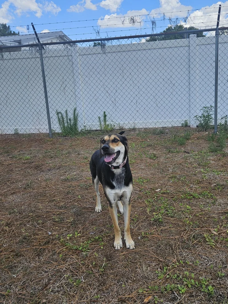 A young medium-sized female Bicolor Mixed Breed dog named April for adoption in Ruskin, FL