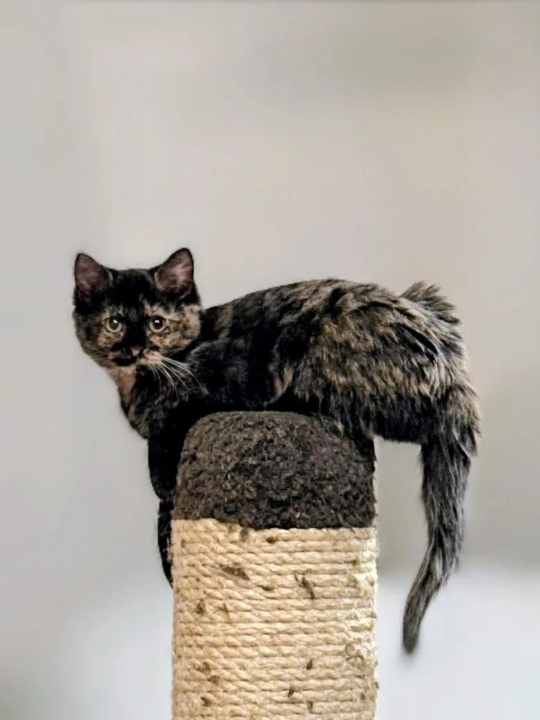 A baby small-sized female Tortoiseshell Domestic Short Hair cat named Reba for adoption in Syosset, NY