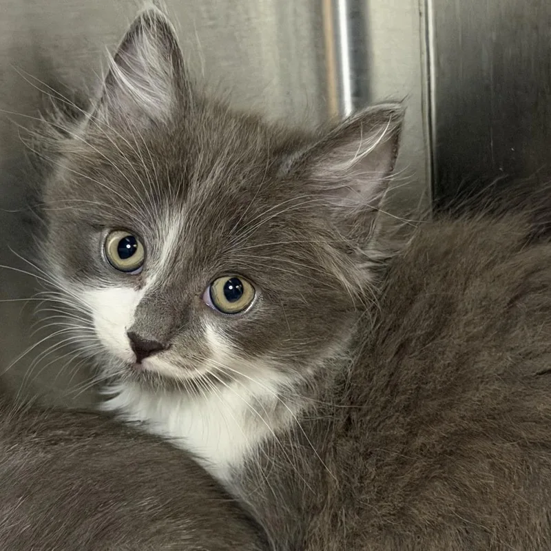 A baby small-sized male Domestic Short Hair cat named Quest for adoption in Los Angeles, CA
