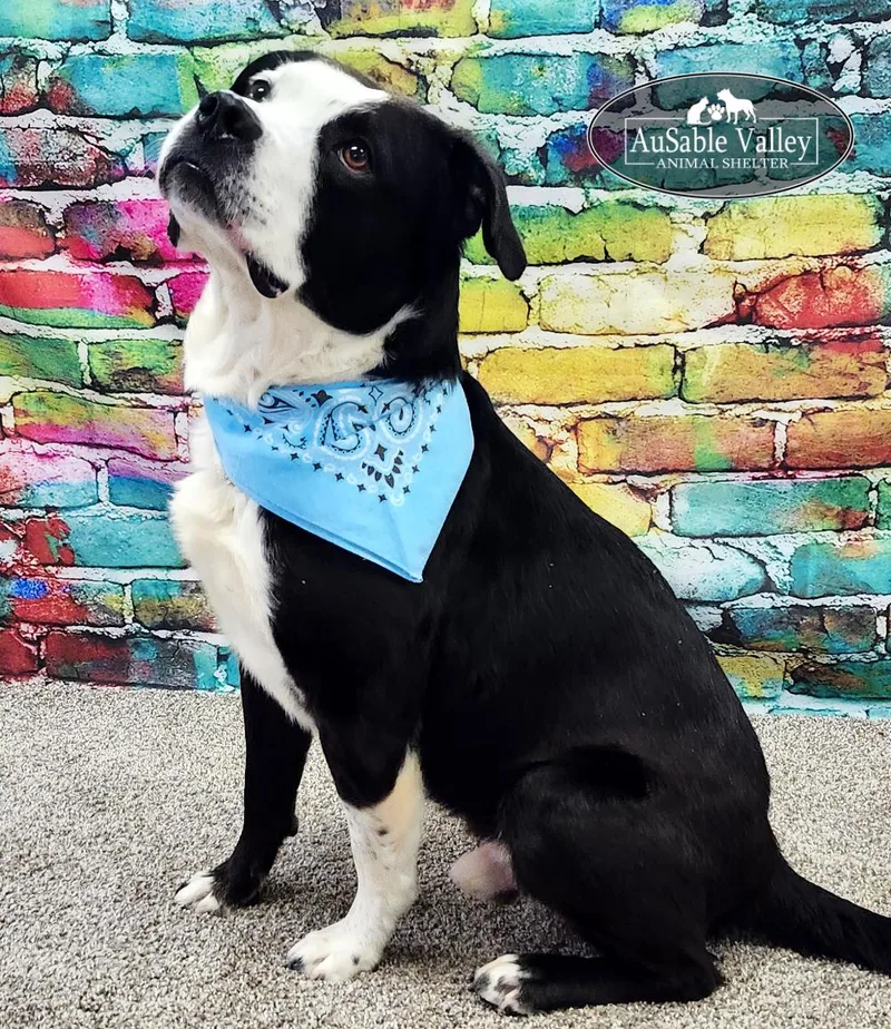 An adult large-sized male Black Mixed Breed dog named Odin for adoption in Grayling, MI