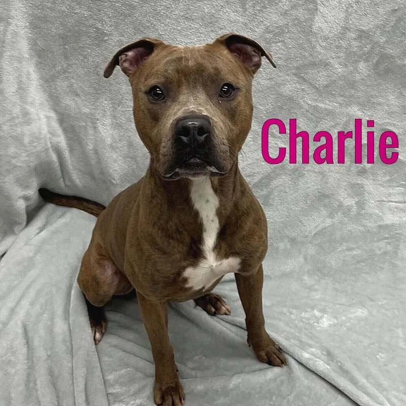 An adult medium-sized male Brown / Chocolate Mixed Breed dog named Charlie for adoption in Pleasantville, NJ
