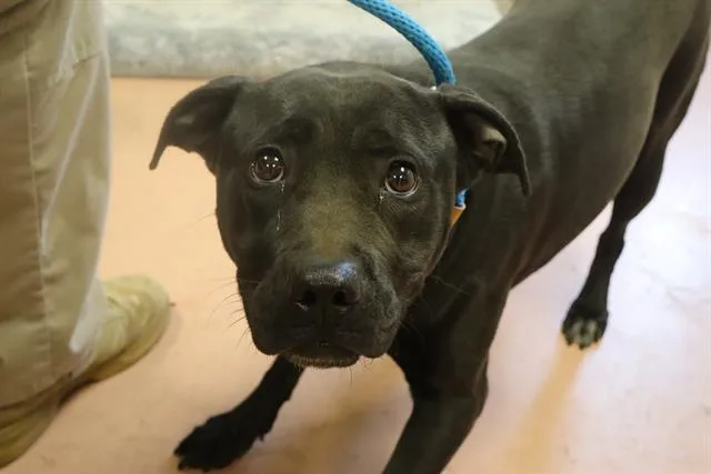 An adult medium-sized female Mixed Breed dog named Peanut for adoption in Columbia, SC