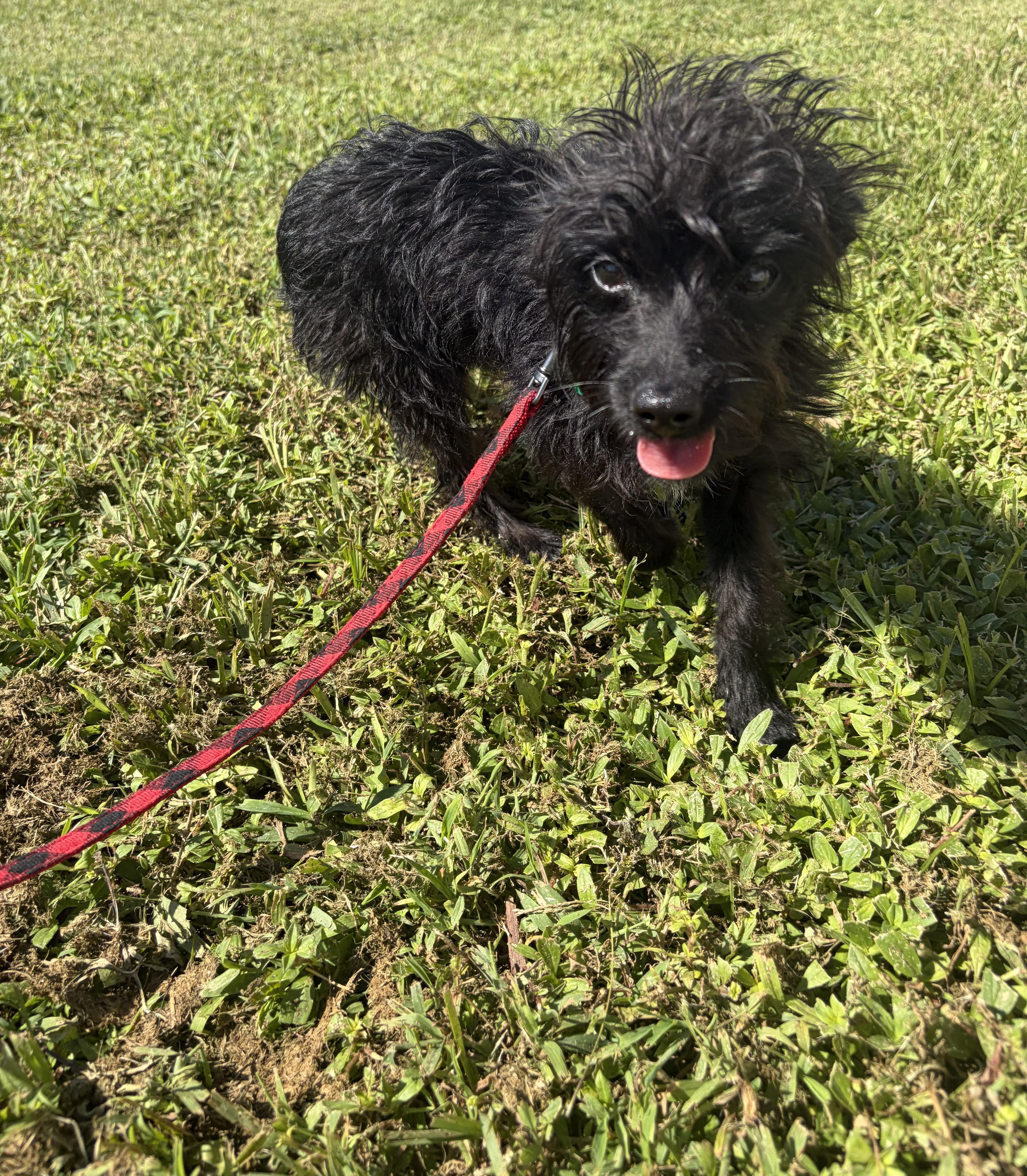 A baby small-sized female Yorkshire Terrier dog named Lea for adoption in Boynton Beach, FL