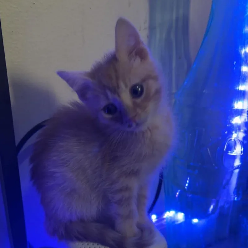 A baby small-sized male Orange / Red Domestic Medium Hair cat named Monty for adoption in Shelbyville, IN