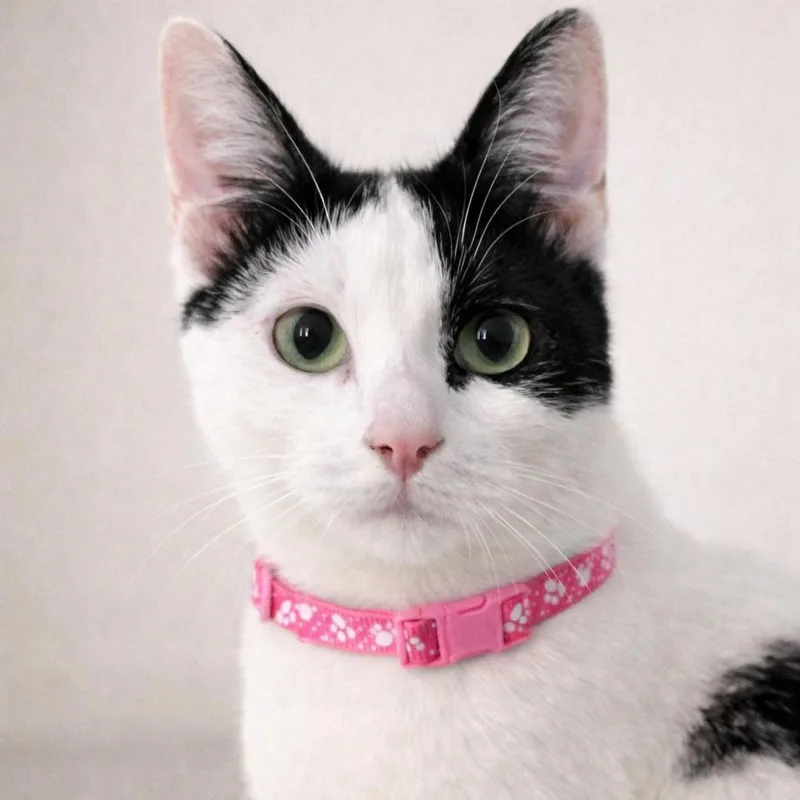 A baby medium-sized female Black & White / Tuxedo Tuxedo cat named Lu'lemon for adoption in Hillsboro, TX