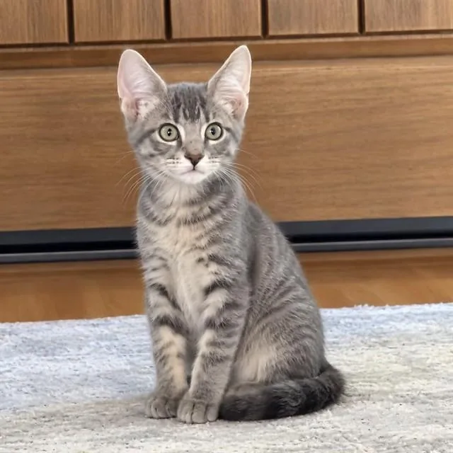 A baby small-sized female Domestic Short Hair cat named Razzmatazz for adoption in Auburn, CA