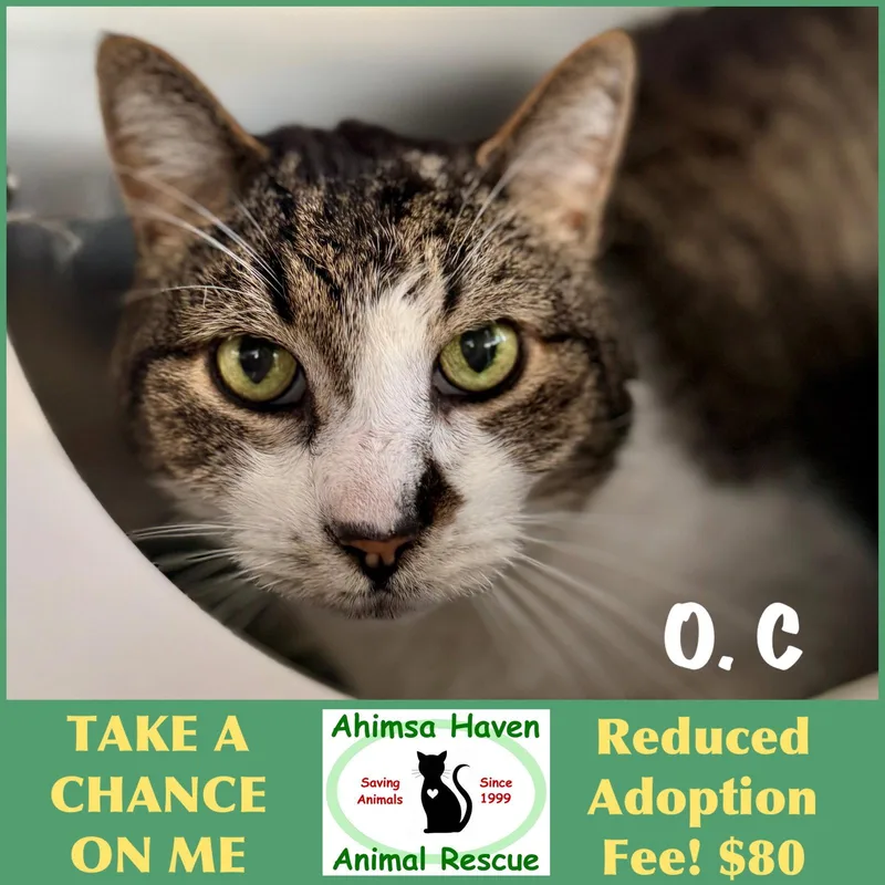 A senior medium-sized male Domestic Short Hair cat named O.c for adoption in Winchendon, MA