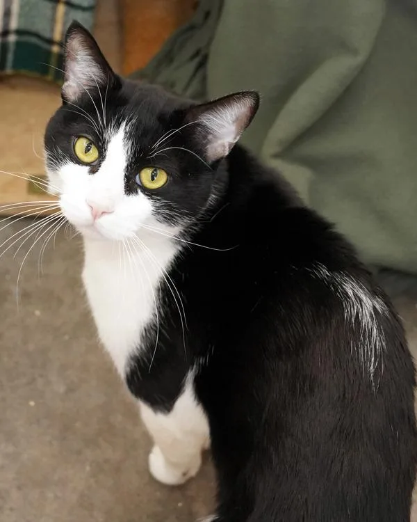 An adult medium-sized male Domestic Short Hair cat named Papas for adoption in Novato, CA