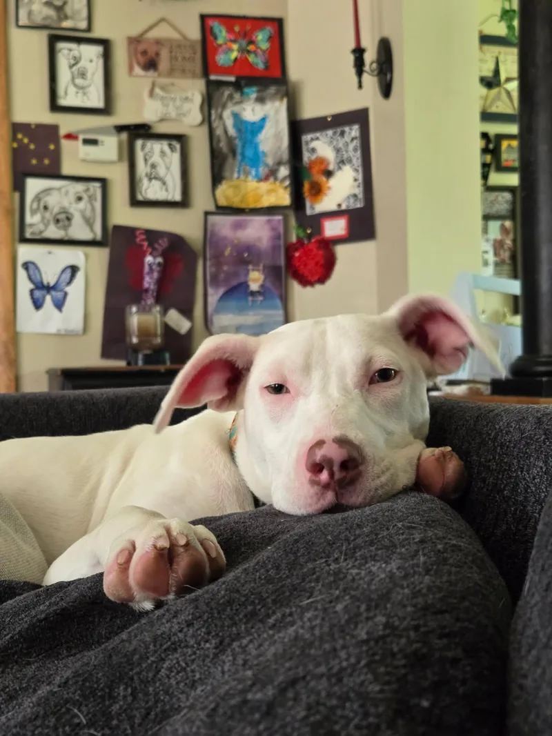 A baby medium-sized female Pit Bull Terrier dog named Reena aka Reina for adoption in Carmel, NY
