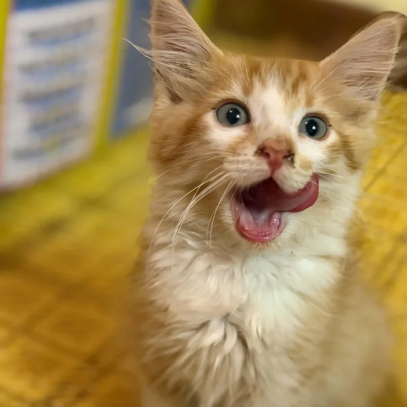 A baby small-sized male Orange & White Domestic Long Hair cat named Natcho for adoption in Dysart, IA