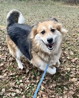 An adult medium-sized female Collie dog named Lyla for adoption in Alexandria, LA