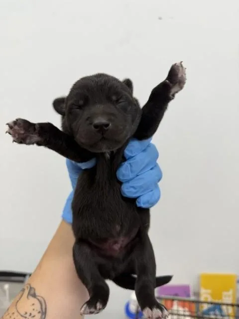 A baby small-sized male German Shepherd Dog dog named Teenie for adoption in San Bernardino, CA