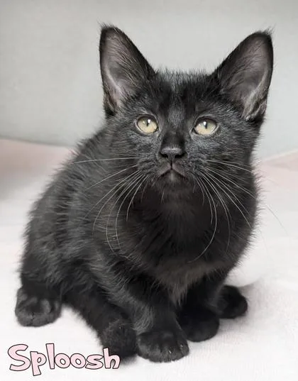 A baby small-sized female Domestic Short Hair cat named Sploosh for adoption in Mason, MI