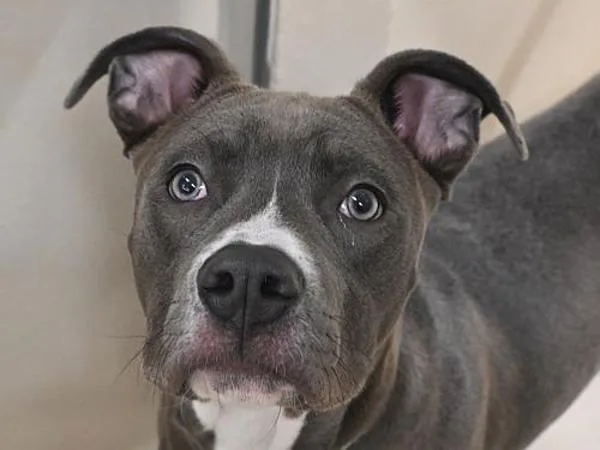 A young small-sized male Staffordshire Bull Terrier dog named Remy for adoption in Portland, OR