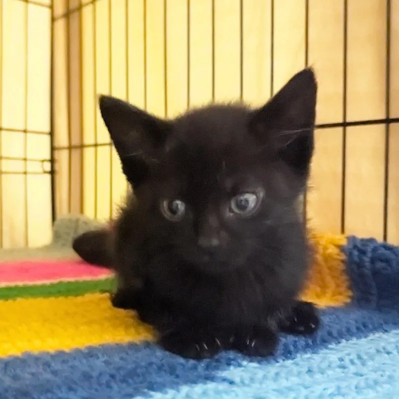 A baby medium-sized male Black Domestic Short Hair cat named Taquito for adoption in Beulaville, NC