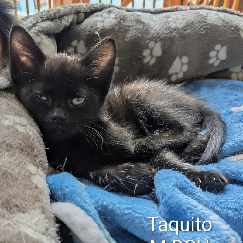 Taquito thumbnail 2