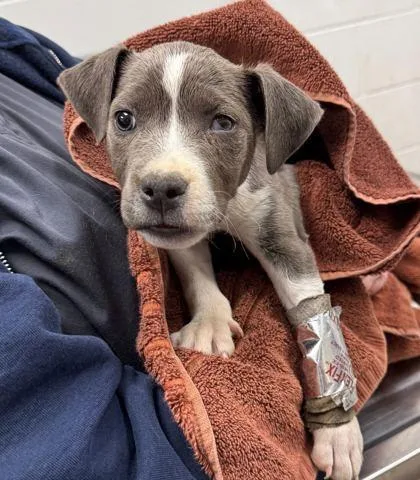 A baby small-sized female Gray / Blue / Silver Pit Bull Terrier dog named Junie for adoption in Kansas City, MO