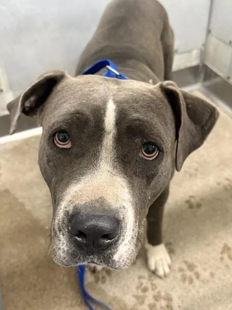 A young large-sized female Pit Bull Terrier dog named Lulu for adoption in San Bernardino, CA