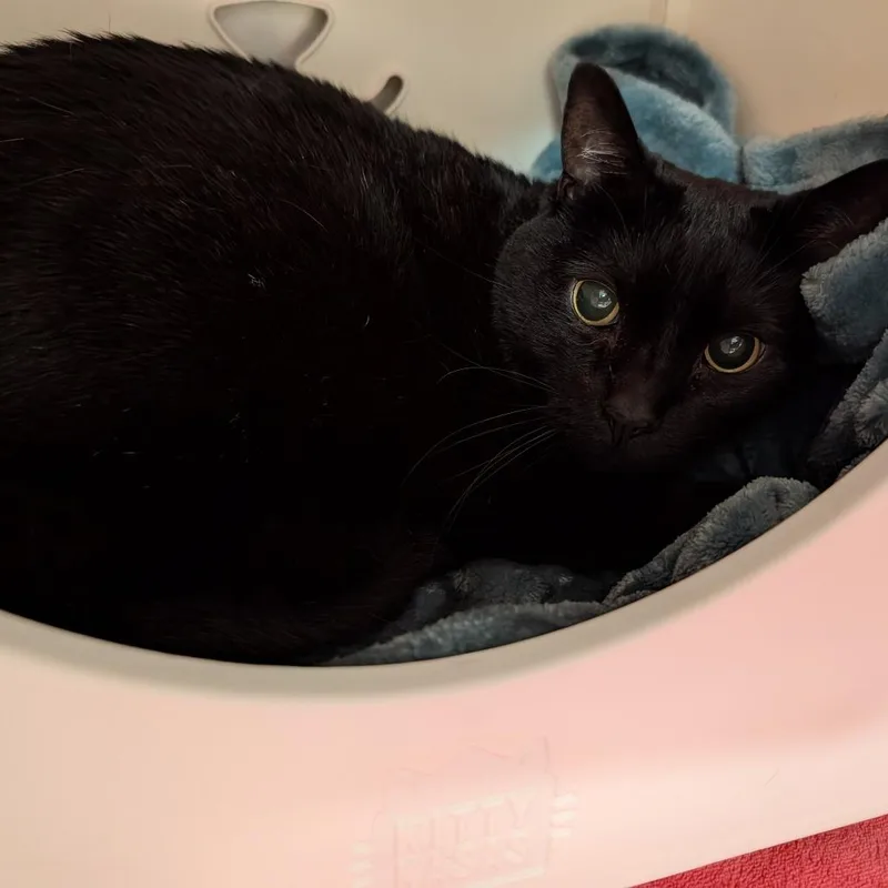 A senior medium-sized female Black Domestic Short Hair cat named Bethel for adoption in Titusville, FL