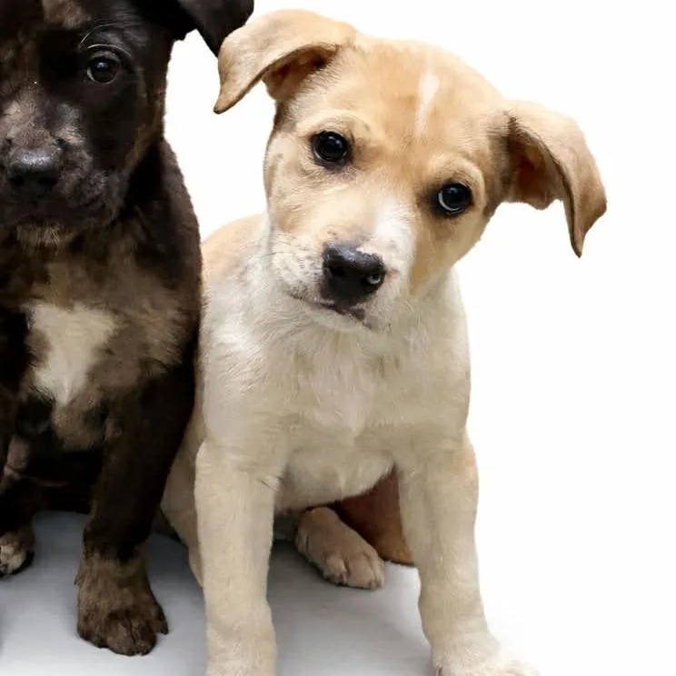 A baby medium-sized female Mixed Breed dog named Sloane for adoption in Cumming, GA