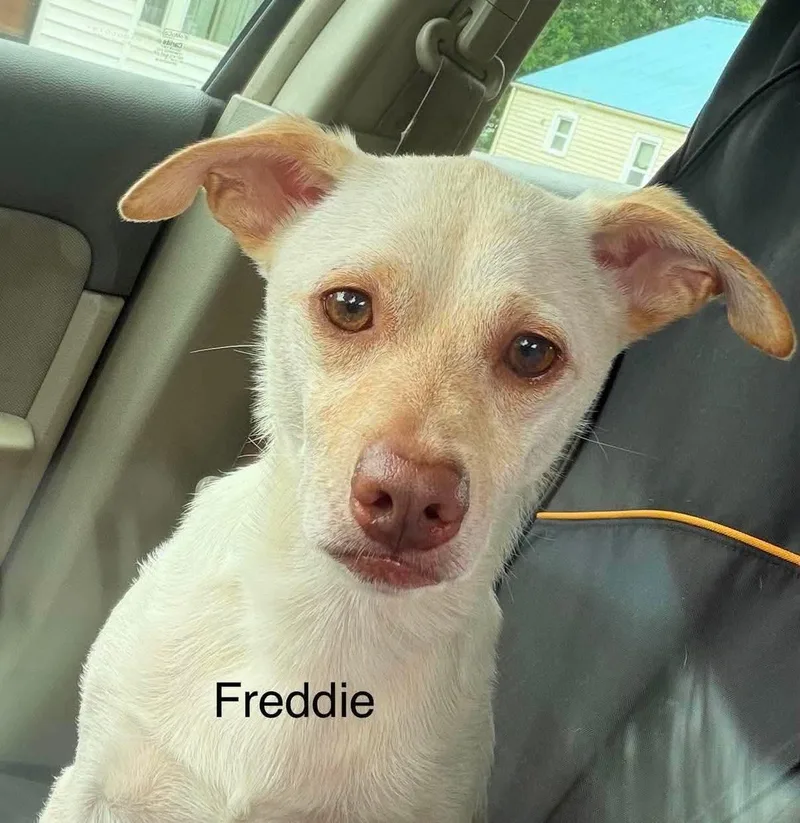 Freddie thumbnail 3