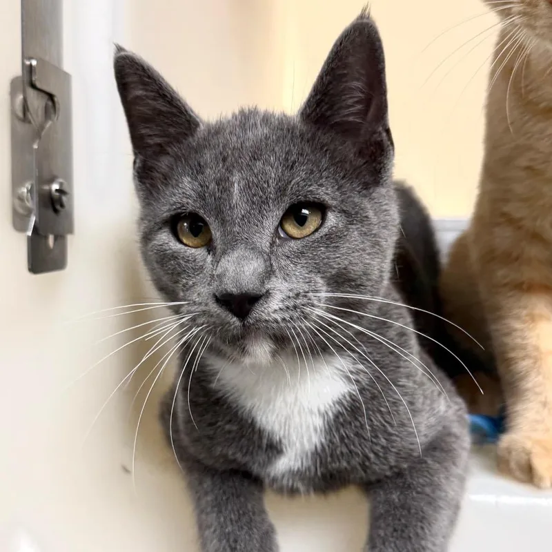 A baby medium-sized male Gray / Blue / Silver Domestic Short Hair cat named Dunkin for adoption in Harrisonburg, VA