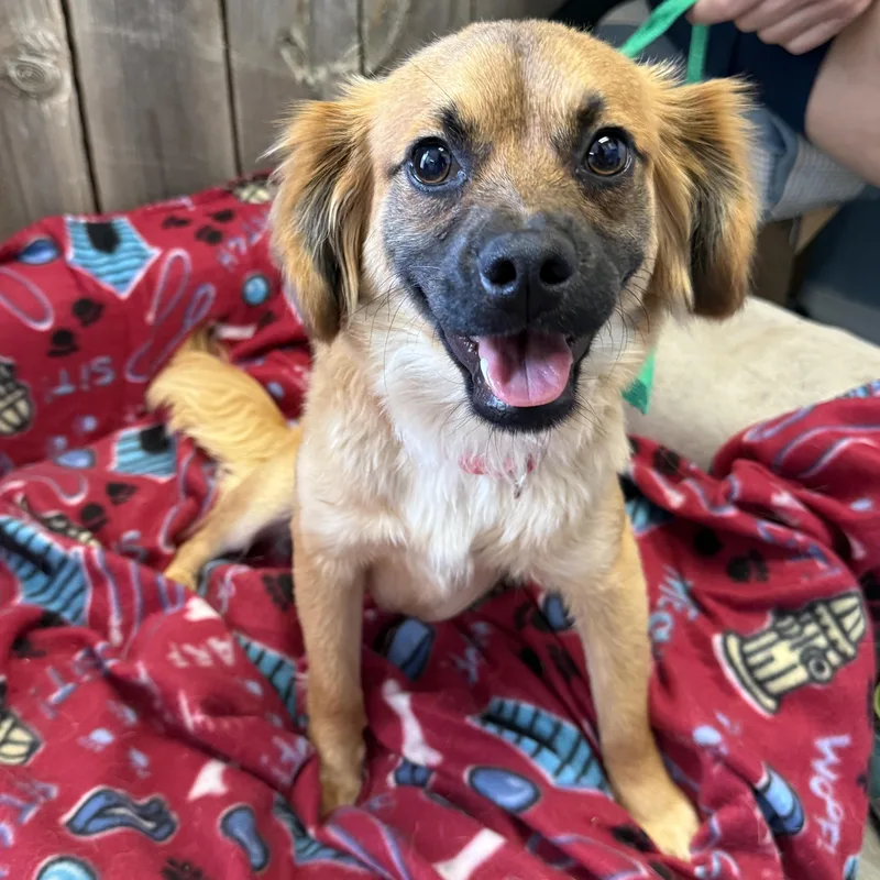 A baby small-sized female Tricolor (Brown, Black, & White) Pug dog named Sophie Louise for adoption in Oklahoma City, OK