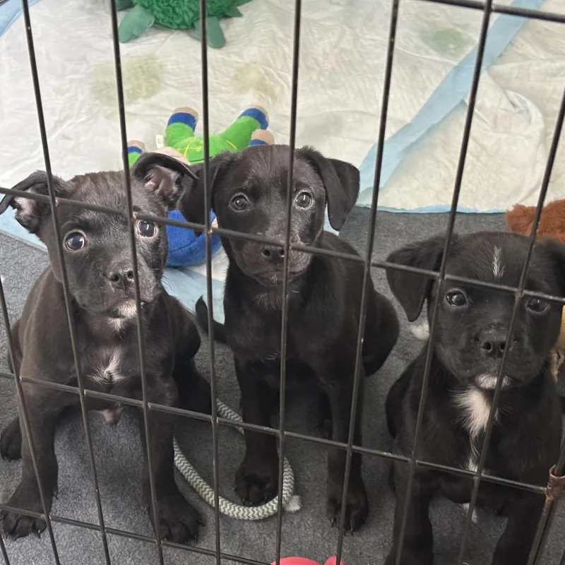 Kylo Ren thumbnail 2