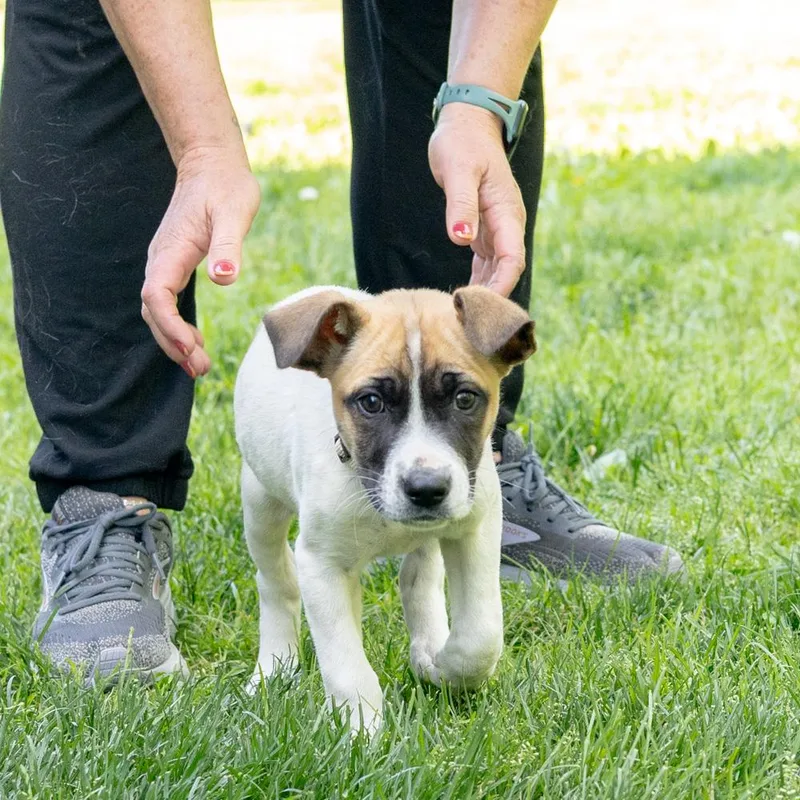 A baby medium-sized female White / Cream Saint Bernard dog named Yahtzeeavail for adoption in West Grove, PA
