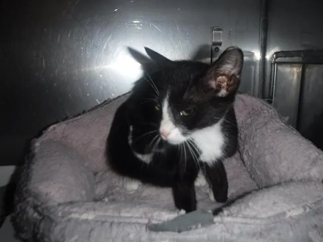 A baby small-sized female Domestic Short Hair cat named Missu for adoption in Miami, FL