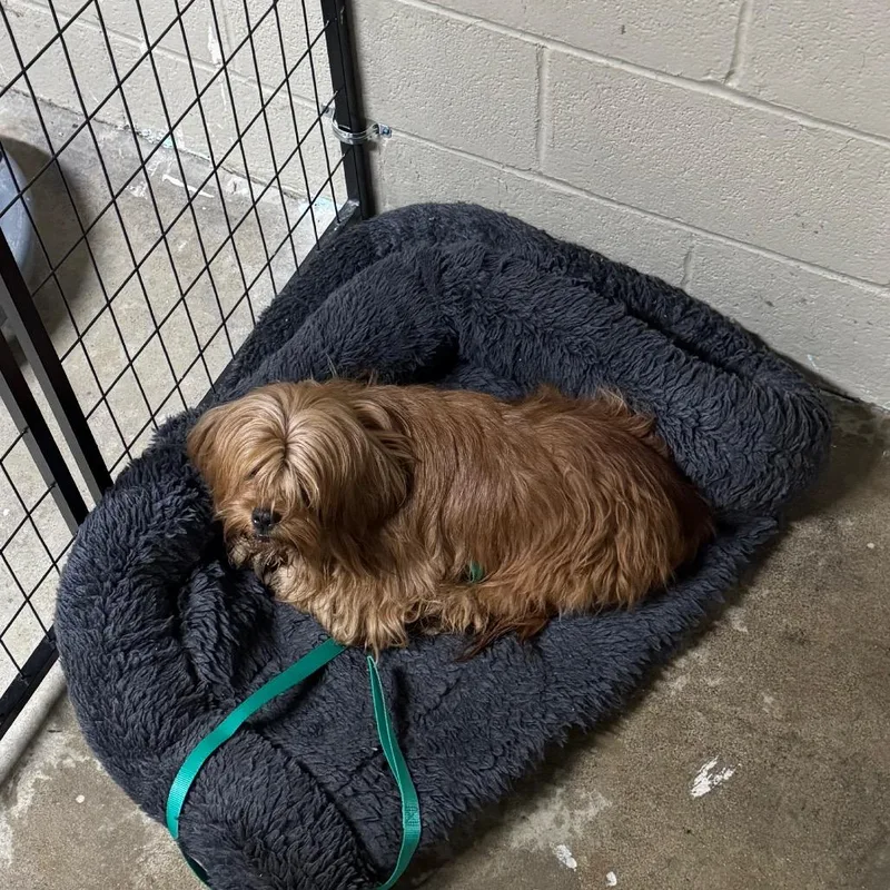 An adult small-sized female Yellow / Tan / Blond / Fawn Mixed Breed dog named Katrina for adoption in Madisonville, KY