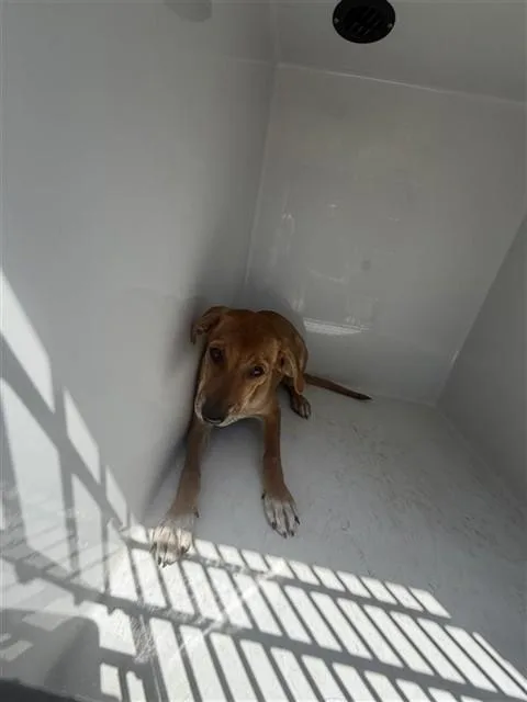 A baby small-sized female Labrador Retriever dog named A for adoption in Houston, TX