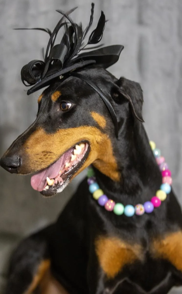 An adult large-sized female Black Doberman Pinscher dog named Harley for adoption in Pearland, TX
