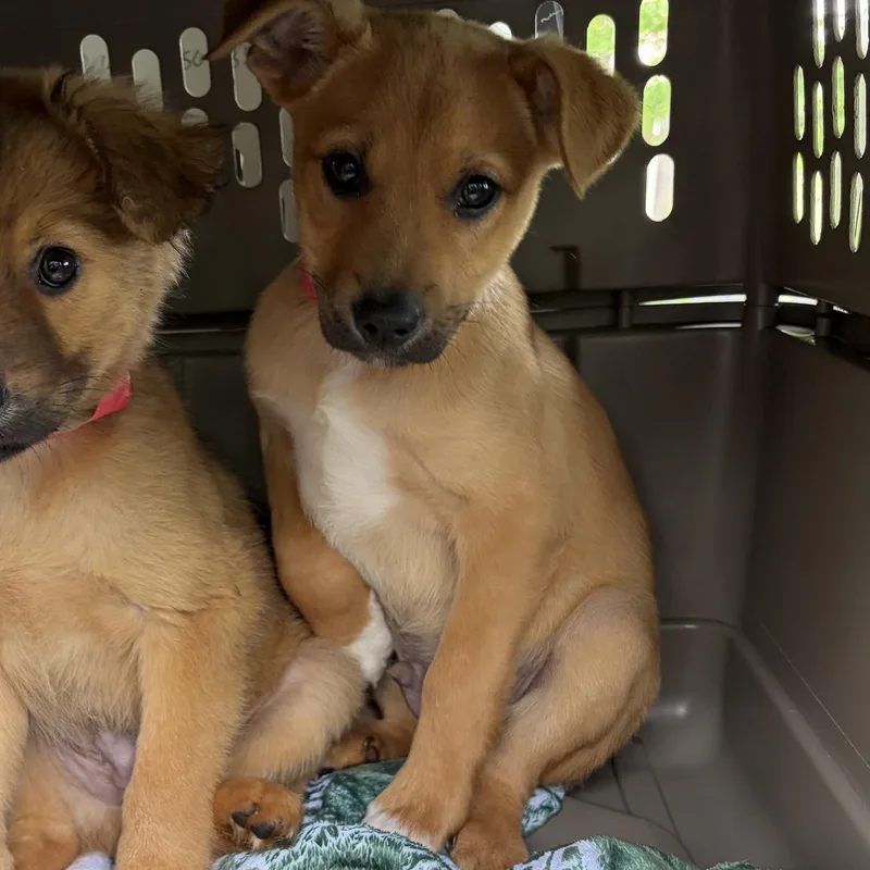 A young medium-sized male Apricot / Beige Australian Cattle Dog / Blue Heeler dog named Cheddar for adoption in West Grove, PA