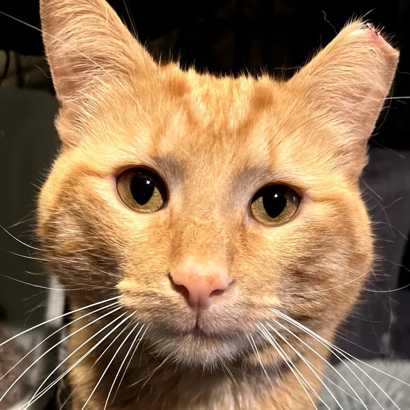 An adult small-sized male Orange / Red American Shorthair cat named Ivor The Magnificent for adoption in Chicago, IL