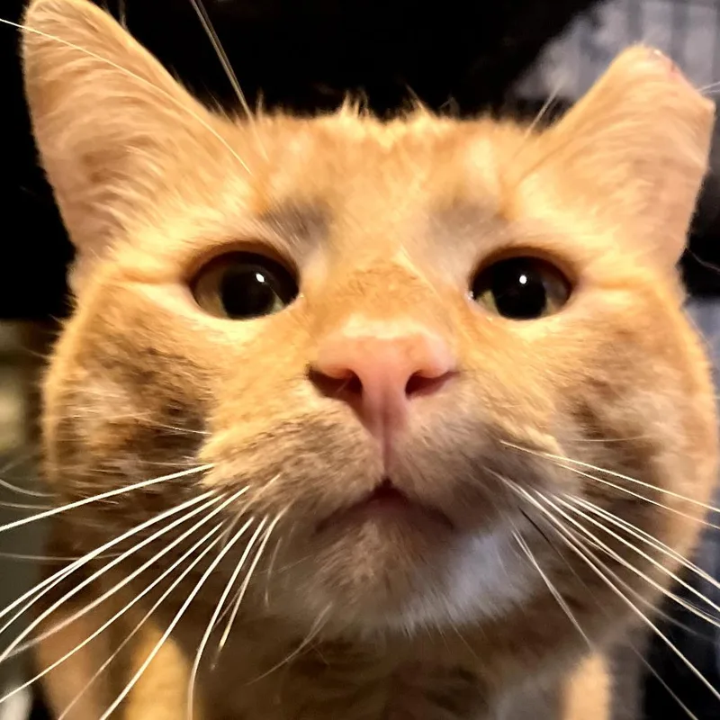 Ivor The Magnificent thumbnail 2