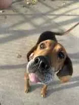 A senior medium-sized female Brown / Chocolate Mixed Breed dog named Sara for adoption in Manitowoc, WI