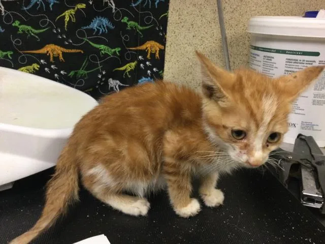 A baby small-sized female Domestic Short Hair cat named Fiona for adoption in Riverside, CA