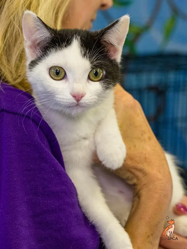A baby small-sized female Domestic Short Hair cat named Cow for adoption in Roanoke, VA