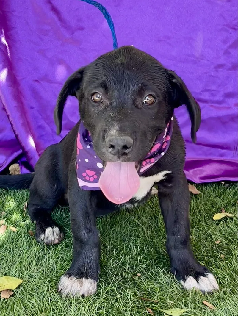 A baby medium-sized female Black Shepherd dog named Cocoa for adoption in Rowland Heights, CA