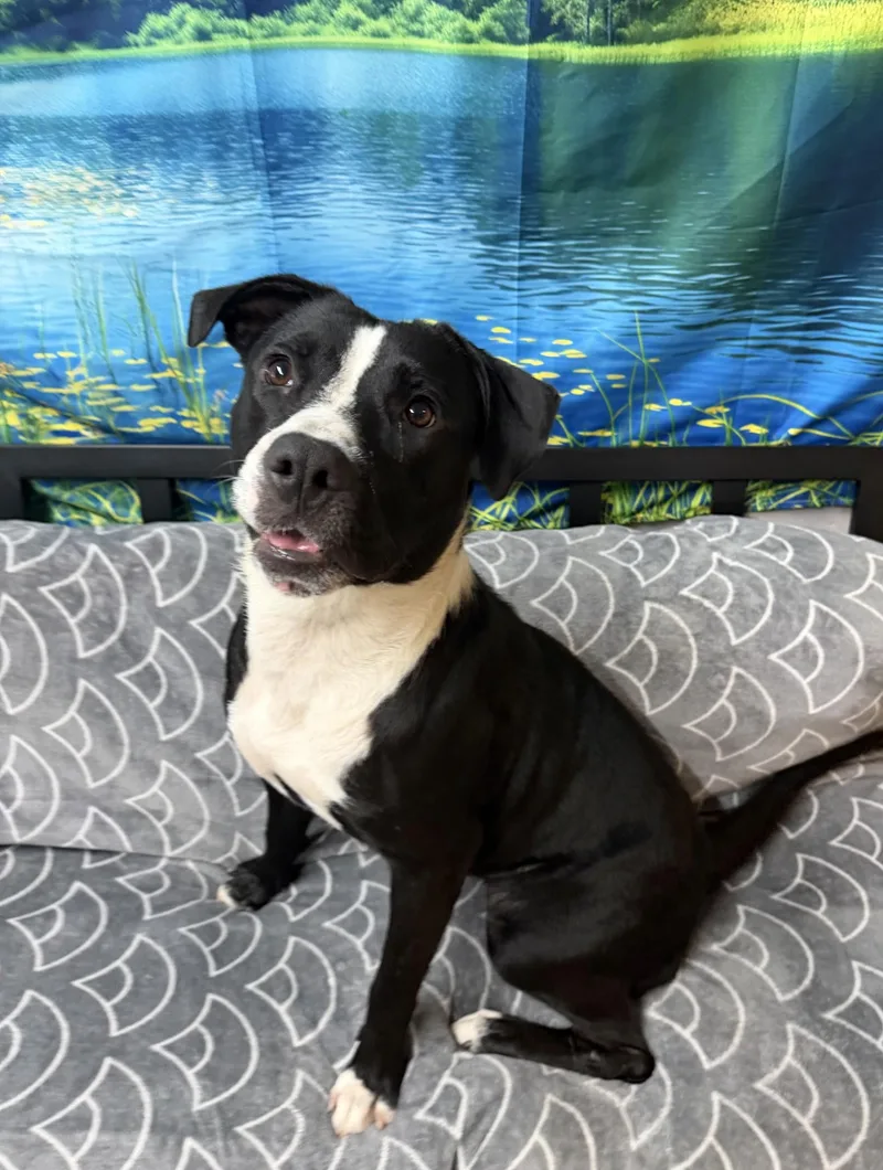 An adult medium-sized female Black Labrador Retriever dog named June Bug for adoption in Grove, OK