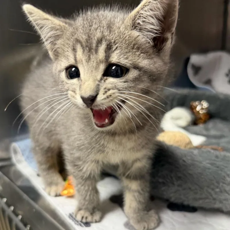 A baby small-sized male Gray / Blue / Silver Domestic Short Hair cat named Gilbert for adoption in Waynesville, NC